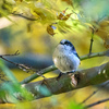いつもの林道には....＂ルリビタキ＂＂クロジ＂＂ジョウビタキ＂　　　野鳥撮影《第526回》