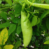 へんてこりんな野菜と、野の花
