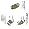 脊髄反射の会話に反省した件と、足の形の話