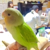 インコ始めました