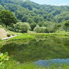 アルプの里で見かけた夏の花たち。自然に癒やされる越後湯沢のオススメ自然観光スポット！