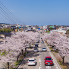 美しい桜道：伏木の十間道路