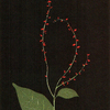 大西靖子展--月の影-- 木版画とパステル