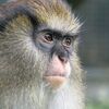 上島竜兵さん お亡くなりになる。。