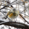 鳥日記　2017.2.26　手賀の丘公園