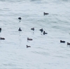 高萩海岸の鳥たち