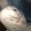眠りのポーズが独特！ハムスターの寝姿に癒される
