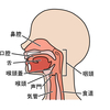 登録販売者資格　〜呼吸器系器官（鼻腔・咽頭・気管支・肺など） Part.2　咽頭〜