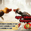 Sabung Ayam Jago Peru Filipina