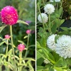 センニチコウ　　夏の大船フラワーセンターの花壇で一番目立っていた花です．街中でもとても良く見かけますね．アメリカ熱帯地方原産ながら，日本には江戸時代に中国から渡来して，中国名がそのまま用いられています．長持ちしてドライフラワーにもなる（ネット購入可能）．ネパールやハワイで花輪に用いられています．ヒユ科のedible flowerですが，食用としてはあまり用いられていないようです．