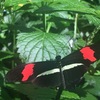 カナダのオススメ観光スポット！ナイアガラパークス蝶園（Butterfly Conservatory）を紹介