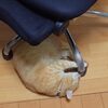 久しぶりの飼い猫トムさん、そして久しぶりのバイク乗車