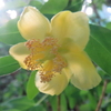 金糸梅　開花
