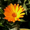  オレンジ色の花