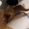 柴犬「きび」が来てから12日目【部屋の片付けが進んだ！】