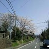 桜散策が止まらない。