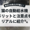 猫の自動給水機で毎日の水替えから解放！使って感じたメリットと注意点