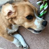 犬見知り