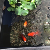 春のベランダ 金魚は元気に冬を越しました コツメの母さん 今日は何かやってみよう 春のベランダ 金魚は元気に冬を越しました コツメの母さん 今日は何かやってみよう