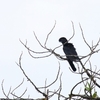 Long-wattled Umbrellabird ナガエカサドリ