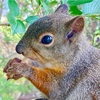 へろへろに疲れた夜はすっかり夏毛になっためんこいリスのアップのお顔でなごむ💛🐿️🤎