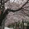 小田原の桜