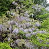 藤の花　花貫ダム周辺