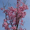 陽光桜満開！