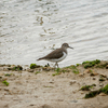 八重山の野鳥③海辺や野原で