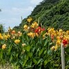 我孫子市民農園付近のカンナ