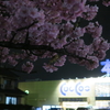 【岐阜市】カルコス本店駐車場の河津桜。