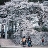 【写真】篠山城跡に少し遅めの桜を見に行った（2019/04/13）その1
