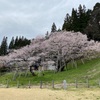 一本桜を愛でる