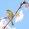 鳥撮散歩　メジロとタマナワザクラ＠平塚市総合公園