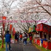 桜祭りと、本日の奥出雲トロッコ号。前編。