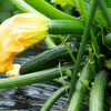 家庭菜園で初挑戦のズッキーニ！！