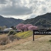 早春の桜とアニバーサリーな旅 in 伊豆【通算99〜100泊目】