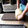 ブロッコリーの種まき　5回目