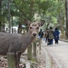 近鉄奈良線・新春の寺社をめぐる徘徊