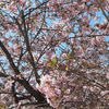 続・一条戻り橋の河津桜