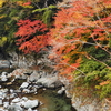 スパイク腕は振られる　　　紅葉の季節