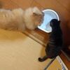 もふもふ