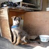 公衆電話屋の犬