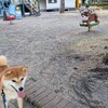 うめちゃんとのお散歩からはじまる月曜日