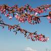 静岡・日本平から桜と富士山を観る 2月27日(月)