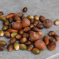 どんぐり虫を飼育してみた ２ どんぐり選別 ママにも出来る害虫駆除