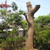 Felling of the camphor tree