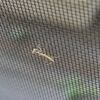 カマキリの赤ちゃん