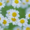 【カモミールの香り】ポエムと共に特徴と効能！〜香りを楽しむ