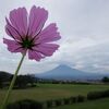 コスモスと彼岸花と富士山と猫で、今年の9月に思い残すことはない。